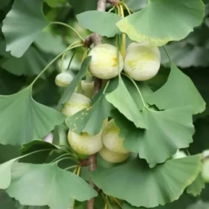 Ginkgo Live Tree – Maidenhair Tree – 6-12
