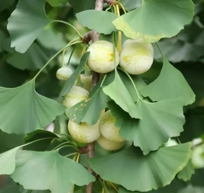 Ginkgo Live Tree – Maidenhair Tree – 6-12" Tall – 1 Quart Pot – Deciduous - Image 6