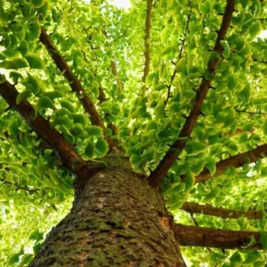 Ginkgo Live Tree – Maidenhair Tree – 6-12