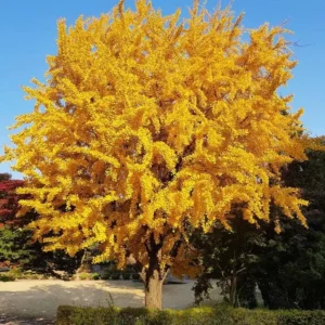 Ginkgo Live Tree – Maidenhair Tree – 6-12