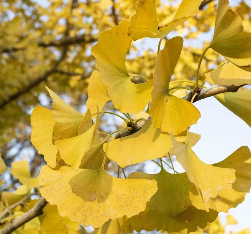 Ginkgo Live Tree – Maidenhair Tree – 6-12" Tall – 1 Quart Pot – Deciduous - Image 1