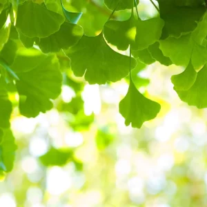 Ginkgo Tree Live Plant 8-12" Tall in 4 Inch Pot - Deciduous Outdoor - Image 2