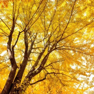 Ginkgo Tree Live Plant 8-12