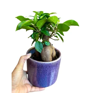 Ginseng Ficus Bonsai Live Plant – Ficus microcarpa – 4 inch Nursery Pot – Indoor - Image 3
