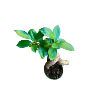 Ginseng Ficus Bonsai Live Plant – Ficus microcarpa – 4 inch Nursery Pot – Indoor - Image 6