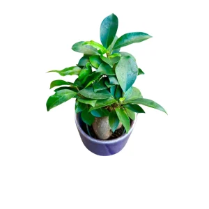 Ginseng Ficus Bonsai Live Plant – Ficus microcarpa – 4 inch Nursery Pot – Indoor - Image 8