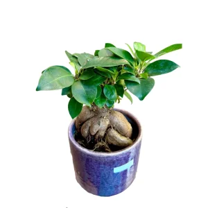 Ginseng Ficus Bonsai Live Plant – Ficus microcarpa – 4 inch Nursery Pot – Indoor - Image 9