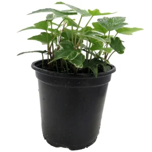 Glacier English Ivy Live Plant – Hedera Helix – 4 inch Pot – Indoor/Outdoor - Image 2