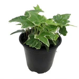 Glacier English Ivy Live Plant – Hedera Helix – 4 inch Pot – Indoor/Outdoor - Image 3