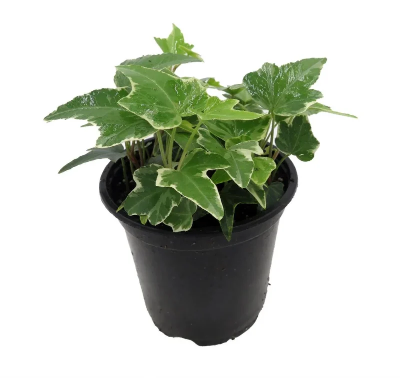 Glacier English Ivy Live Plant - Hedera Helix - 4 inch Pot