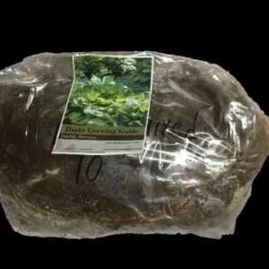 Glad Tidings Hosta Bareroot Plant - Gold Foliage, Hardy Perennial - Image 3