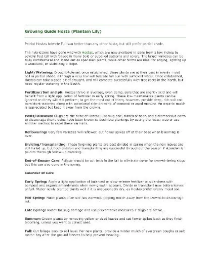 Glad Tidings Hosta Bareroot Plant - Gold Foliage, Hardy Perennial - Image 4