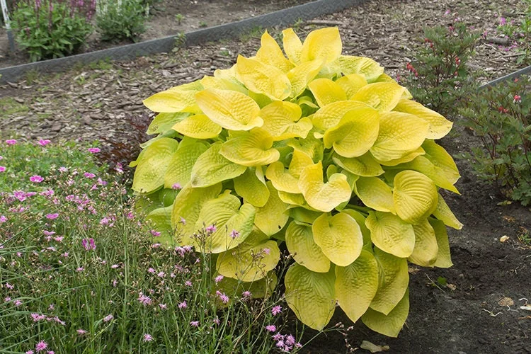 Glad Tidings Hosta Bareroot Plant - Gold Foliage, Hardy Perennial - Image 1