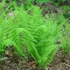 Glade Fern Live Plant - Athyrium Pycnocarpon - 3 Pack - Shade Garden - Image 1