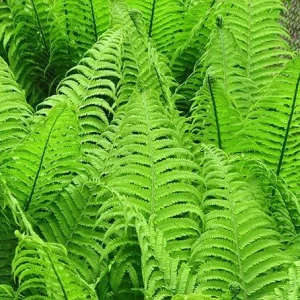 Glade Fern Live Plant - Athyrium Pycnocarpon - 3 Pack - Shade Garden - Image 3