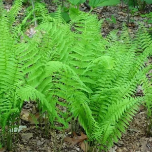 Glade Fern Live Plant - Athyrium Pycnocarpon - 3 Pack - Shade Garden - Image 4