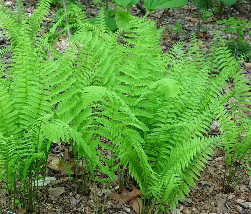 Glade Fern Live Plant - Athyrium Pycnocarpon - 3 Pack - Shade Garden - Image 4