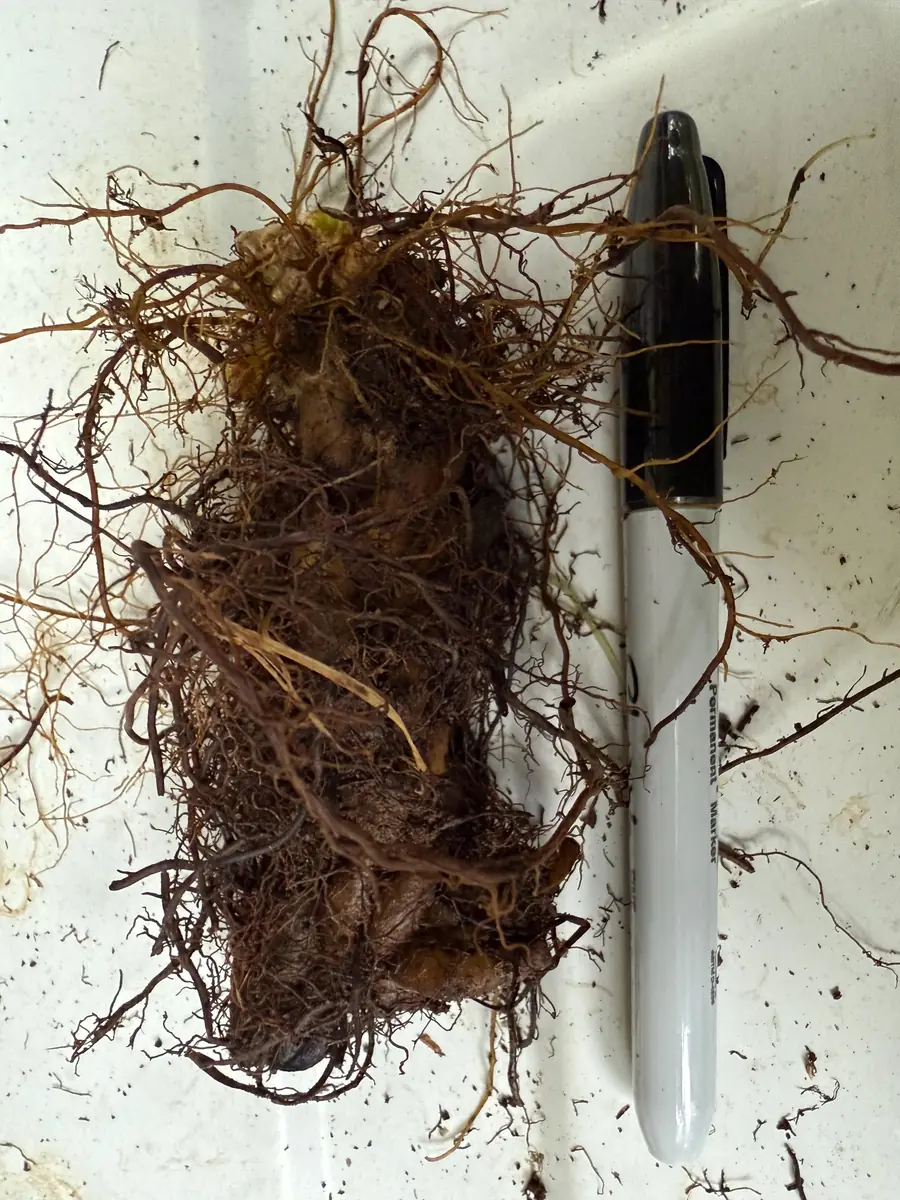 Glade Fern Live Plant - Athyrium Pycnocarpon - 3 Pack - Shade Garden - Image 6