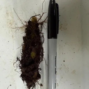 Glade Fern Live Plant - Athyrium Pycnocarpon - 3 Pack - Shade Garden - Image 7