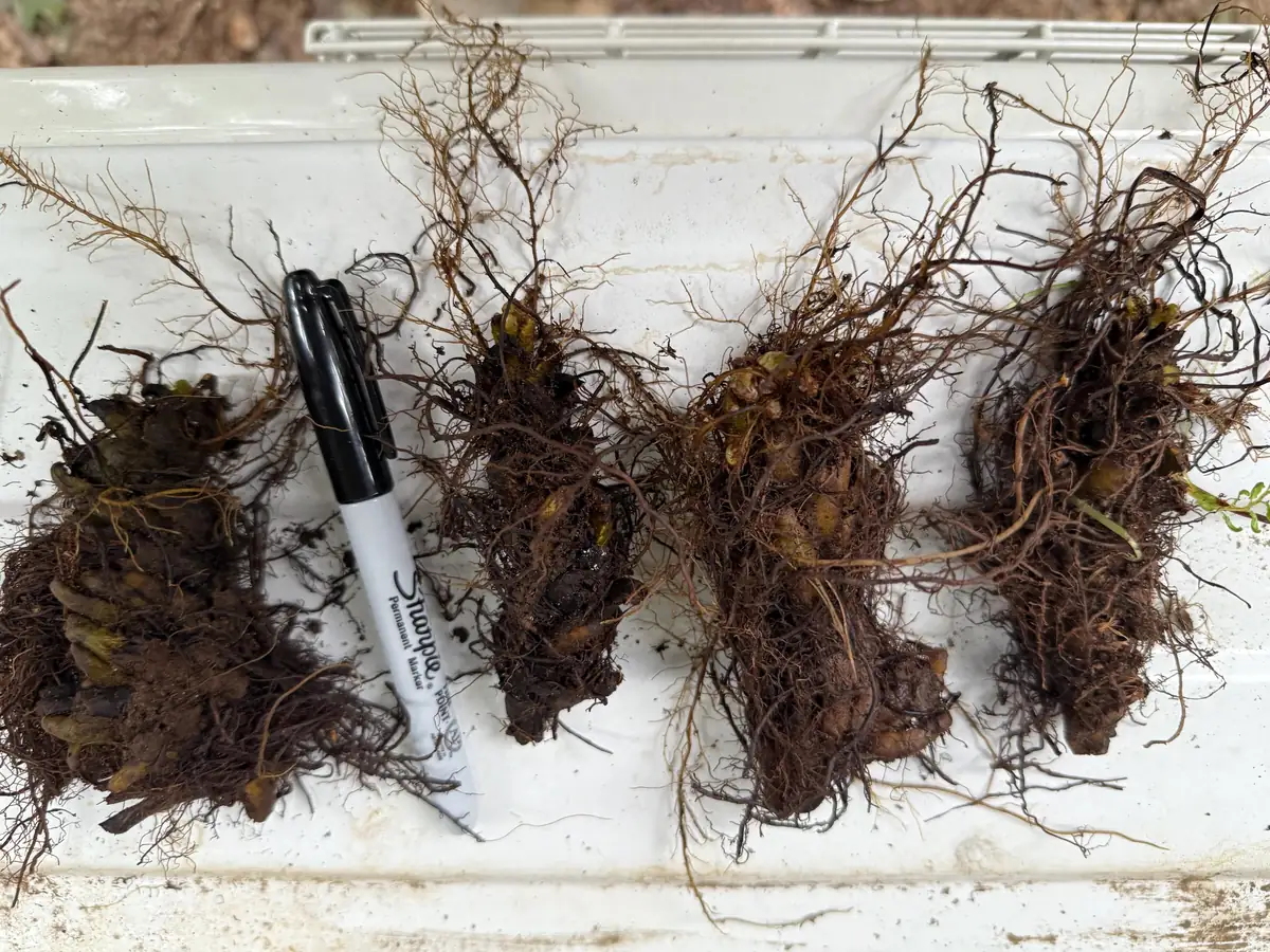 Glade Fern Live Plant - Athyrium Pycnocarpon - 3 Pack - Shade Garden - Image 8