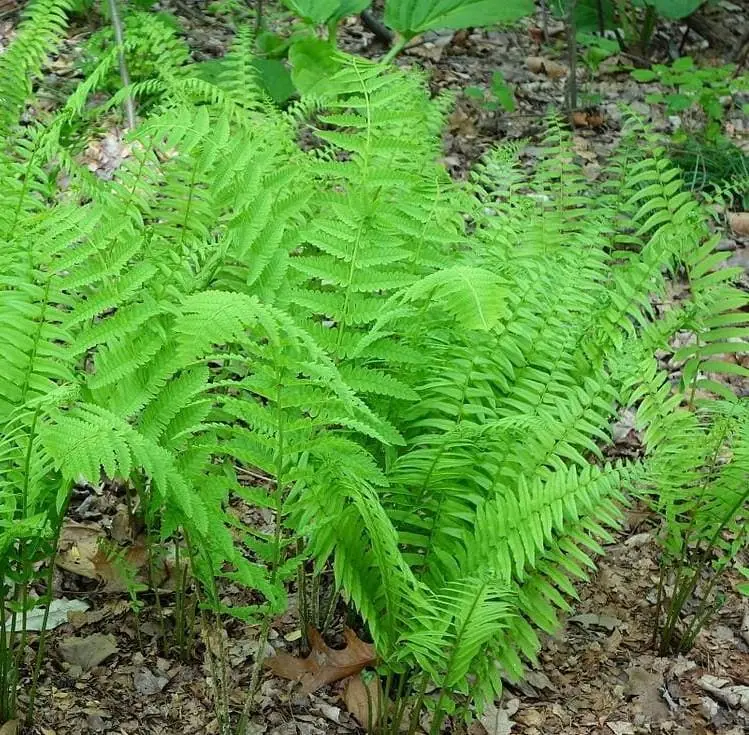 Glade Fern Live Plant - Athyrium Pycnocarpon - 3 Pack - Shade Garden - Image 1