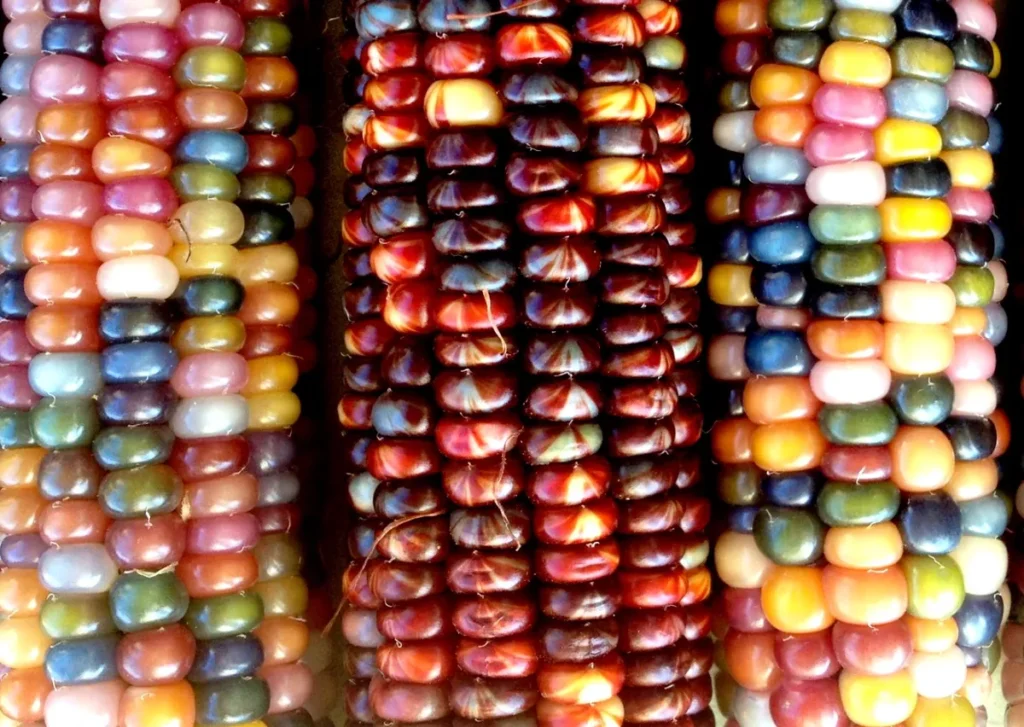 Organic Glass Gem Corn Seeds - 500 Mix for Colorful Harvest