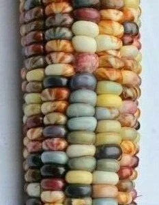 Glass Gem Heirloom Indian Corn Seeds - 100 Organic Non-GMO Rainbow Native Cherokee - Image 2