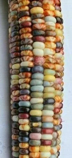 Glass Gem Heirloom Indian Corn Seeds - 100 Organic Non-GMO Rainbow Native Cherokee - Image 2