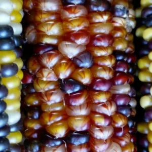 Glass Gem Heirloom Indian Corn Seeds - 100 Organic Non-GMO Rainbow Native Cherokee - Image 4