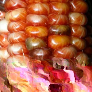 Glass Gem Heirloom Indian Corn Seeds - 100 Organic Non-GMO Rainbow Native Cherokee - Image 5