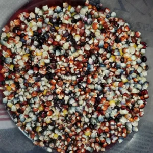 Glass Gem Heirloom Indian Corn Seeds - 100 Organic Non-GMO Rainbow Native Cherokee - Image 6