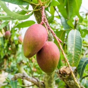 Glenn Grafted Mango Live Plant - 12-18" Tall - Mangifera indica - Sweet Yellow Mango Tree - Image 2