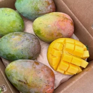 Glenn Grafted Mango Live Plant - 12-18