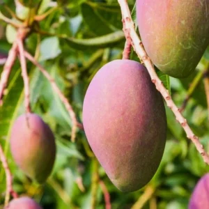 Glenn Grafted Mango Live Plant - 12-18" Tall - Mangifera indica - Sweet Yellow Mango Tree - Image 1