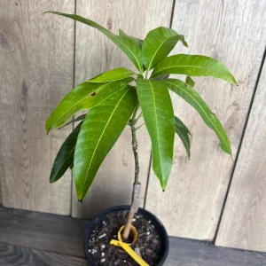 Glenn Mango Tree Live Plant – Grafted – 1/2 Gallon Pot – Fruit Bearing Tree - Image 5