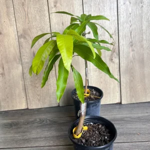 Glenn Mango Tree Live Plant – Grafted – 1/2 Gallon Pot – Fruit Bearing Tree - Image 8