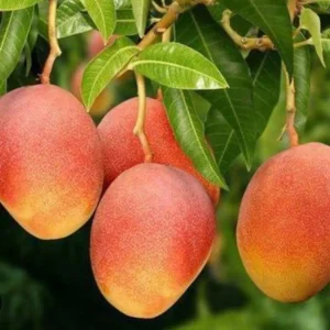 Glenn Mango Tree Live Plant – Grafted, 3 Gallon Pot – Fruit Tree - Image 1