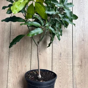 Glenn Mango Tree Live Plant – Grafted, 3 Gallon Pot – Fruit Tree - Image 4