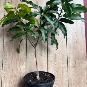 Glenn Mango Tree Live Plant – Grafted, 3 Gallon Pot – Fruit Tree - Image 5