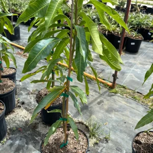 Glenn Mango Tree Live Plant - Grafted, 3 Gallon Pot, Tropical Fruit Tree - Image 3