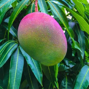 Glenn Mango Tree Live Plant - Grafted, 3 Gallon Pot, Tropical Fruit Tree - Image 6