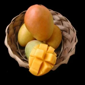 Glenn Mango Tree Live Plant - Grafted, Cold Hardy, 2-4 Ft Tall - Image 1