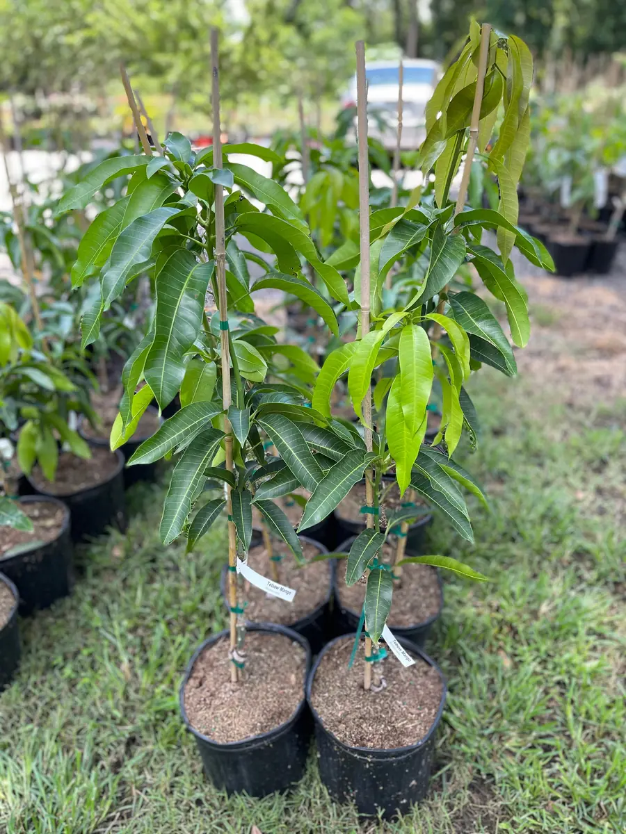 Glenn Mango Tree Live Plant – Grafted Tropical Fruit Tree – 3 Gallon Pot – 3 feet tall - Image 10