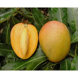 Glenn Mango Tree Live Plant – Grafted Tropical Fruit Tree – 3 Gallon Pot – 3 feet tall - Image 2