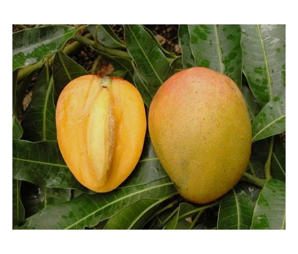 Glenn Mango Tree Live Plant – Grafted Tropical Fruit Tree – 3 Gallon Pot – 3 feet tall - Image 2