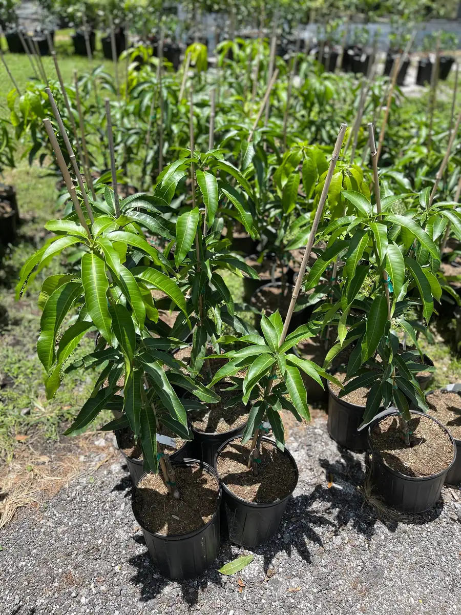 Glenn Mango Tree Live Plant – Grafted Tropical Fruit Tree – 3 Gallon Pot – 3 feet tall - Image 3