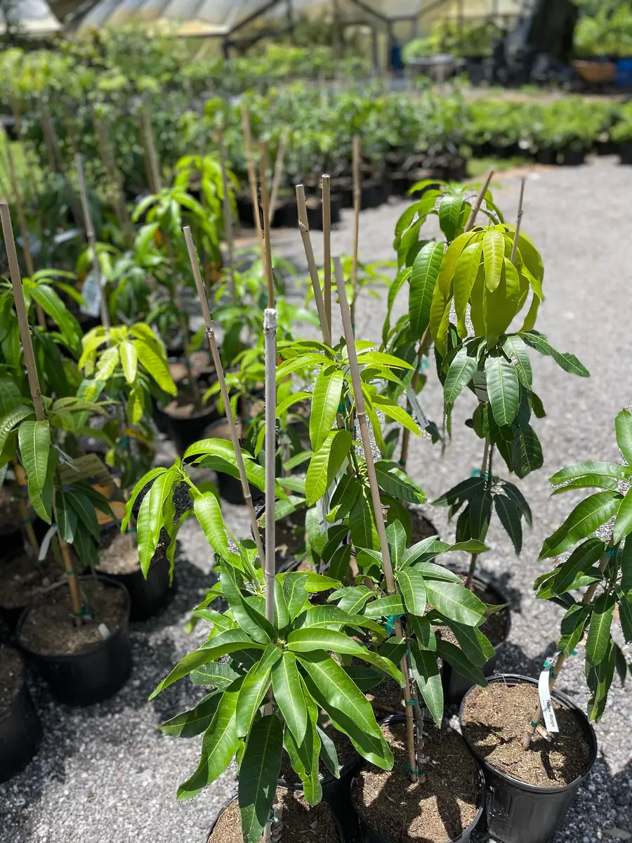 Glenn Mango Tree Live Plant – Grafted Tropical Fruit Tree – 3 Gallon Pot – 3 feet tall - Image 4