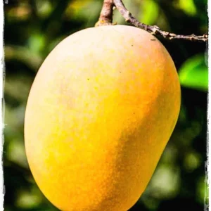 Glenn Mango Tree Live Plant – Grafted Tropical Fruit Tree – 3 Gallon Pot – 3 feet tall - Image 5