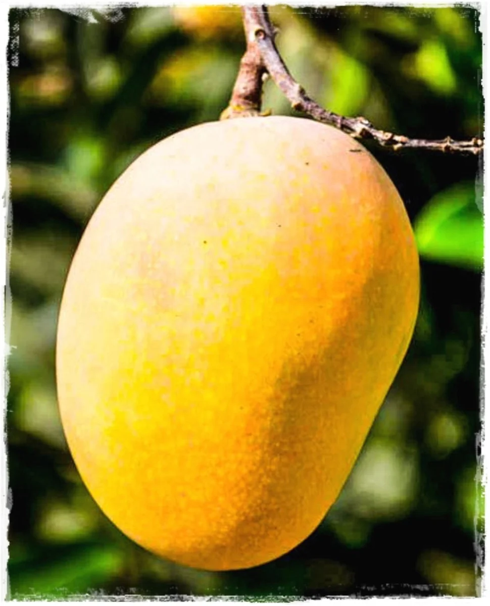 Glenn Mango Tree Live Plant – Grafted Tropical Fruit Tree – 3 Gallon Pot – 3 feet tall - Image 5