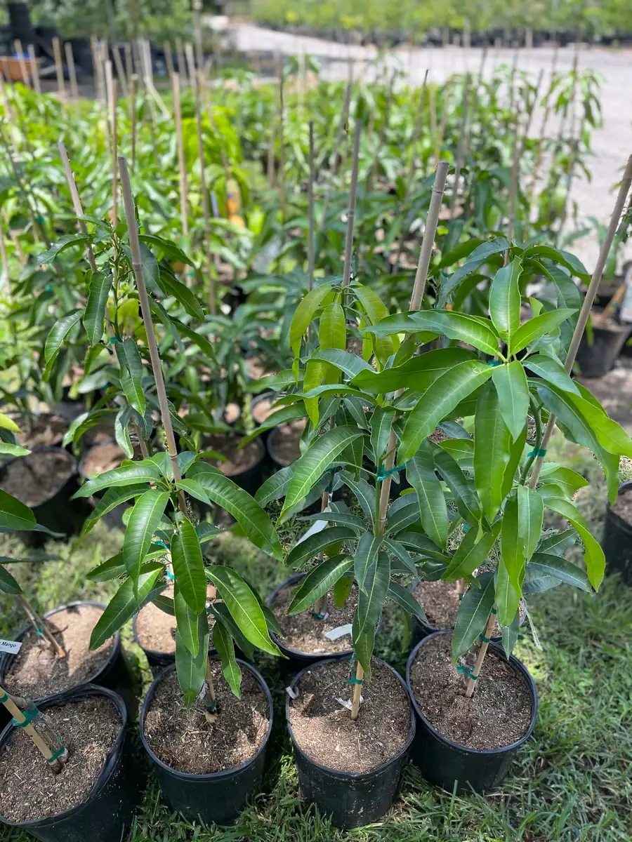 Glenn Mango Tree Live Plant – Grafted Tropical Fruit Tree – 3 Gallon Pot – 3 feet tall - Image 7